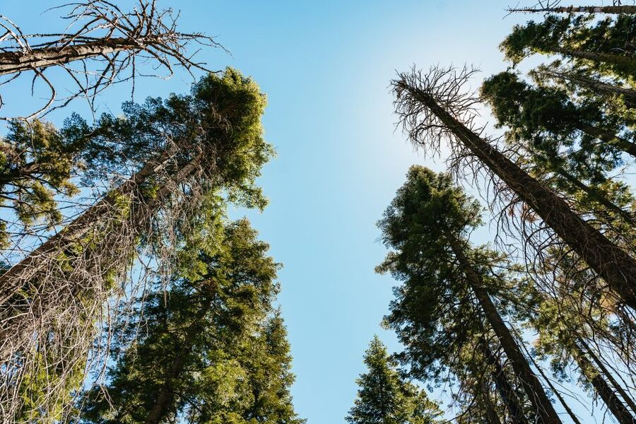 San Francisco: Yosemite National Park & Giant Sequoias Hike - El Capitan and Valley View