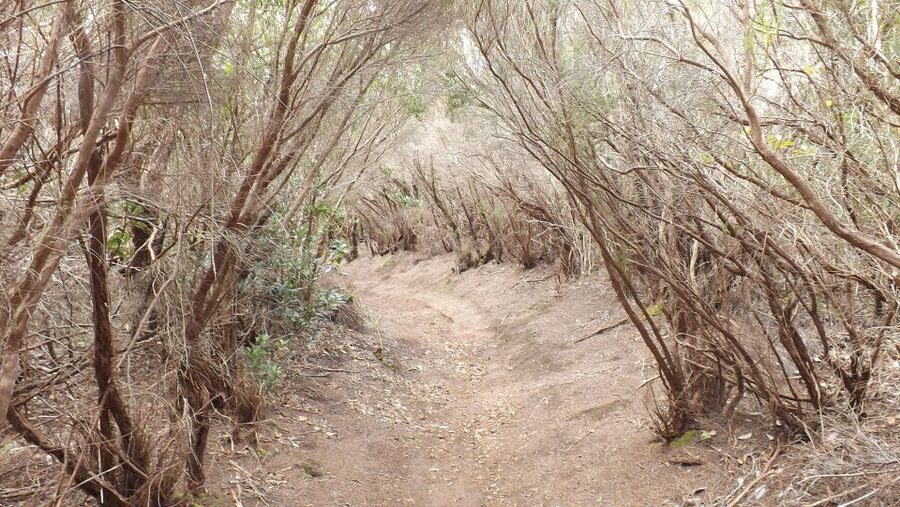 Santa Cruz de Tenerife: 2-Hour Hiking Tour in Anaga Forest - Key points at a glance