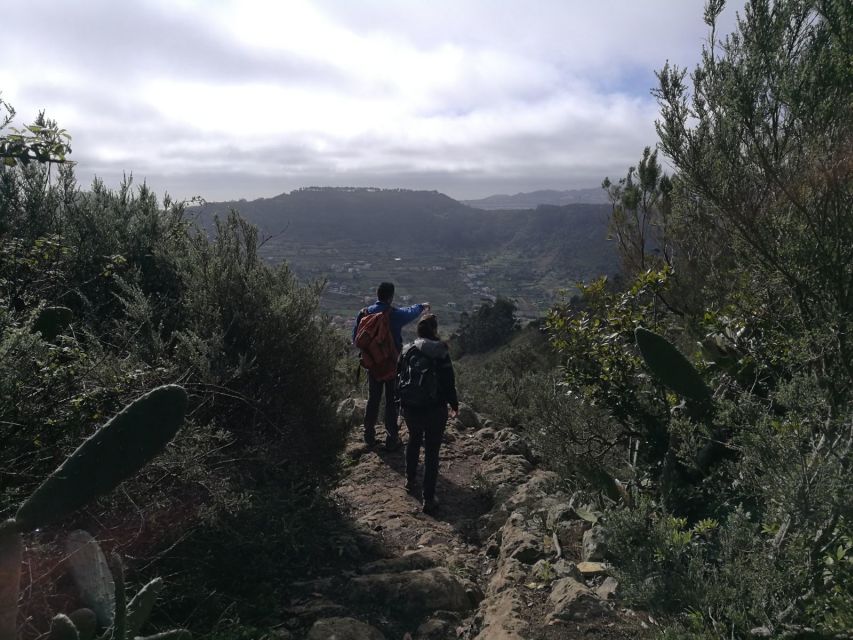 Santa Cruz de Tenerife: 2-Hour Hiking Tour in Anaga Forest - Views, plants, birds, and local stories