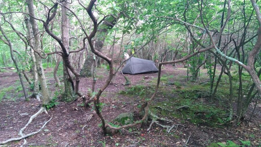 Santa Cruz de Tenerife: 2-Hour Hiking Tour in Anaga Forest - A route that can feel pleasantly uncrowded