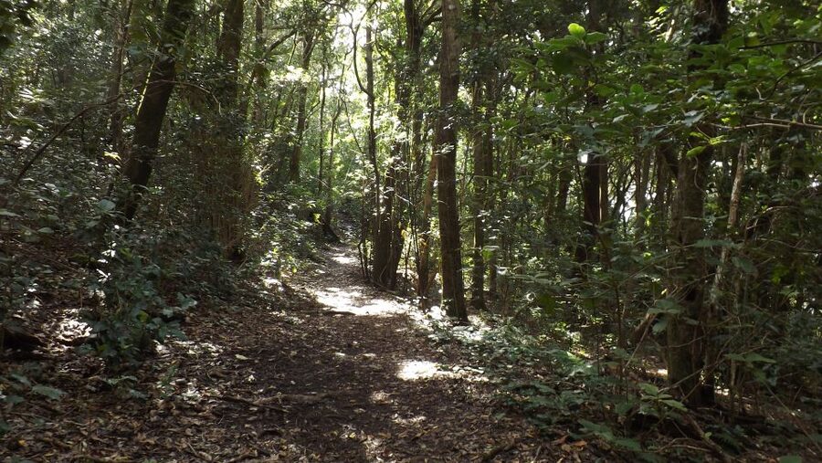 Santa Cruz de Tenerife: 2-Hour Hiking Tour in Anaga Forest - Weather, clothing, and comfort