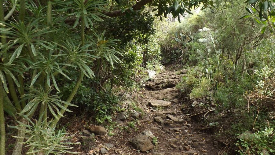 Santa Cruz de Tenerife: 2-Hour Hiking Tour in Anaga Forest - Who should book this Anaga hike?