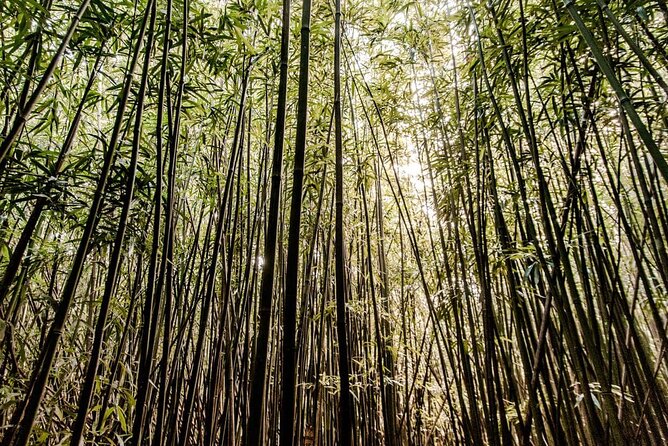 Self guided Hike Trail to Nature Walk & Waterfall - Why Manoa Falls makes a good half-day escape