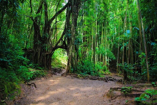 Self guided Hike Trail to Nature Walk & Waterfall - Manoa’s coffee and plantation connection