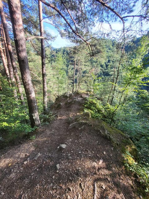 Sibiu: Cindrel Mountains Hike with Traditional Brunch - Forest paths, meadows, and mountain views