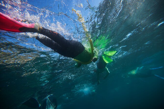 Small Group Manly Snorkel Tour and Nature Walk with Local Guide - Key points to know before booking