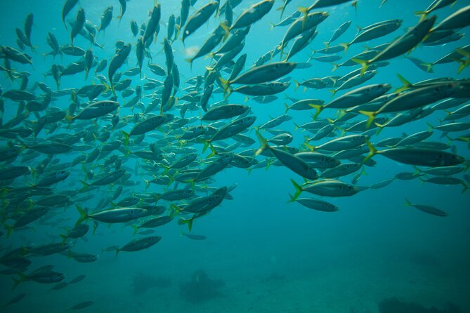 Small Group Manly Snorkel Tour and Nature Walk with Local Guide - One guided hour among fish and reef