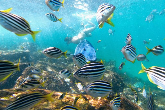 Small Group Manly Snorkel Tour and Nature Walk with Local Guide - What the guides add