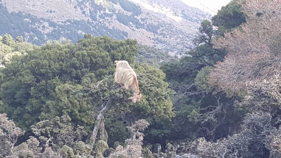 South Crete: Sarakinas Gorge Hike, Swim & Jeep Safari - Voulisma beach: a clear-water finish