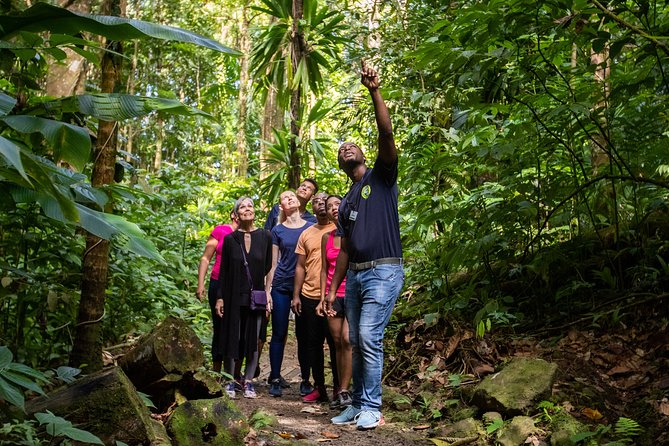 St Lucia Ultimate 3: Aerial Tram, Zipline and Hiking at Rainforest Adventures - The return walk reveals the tour’s one weak spot