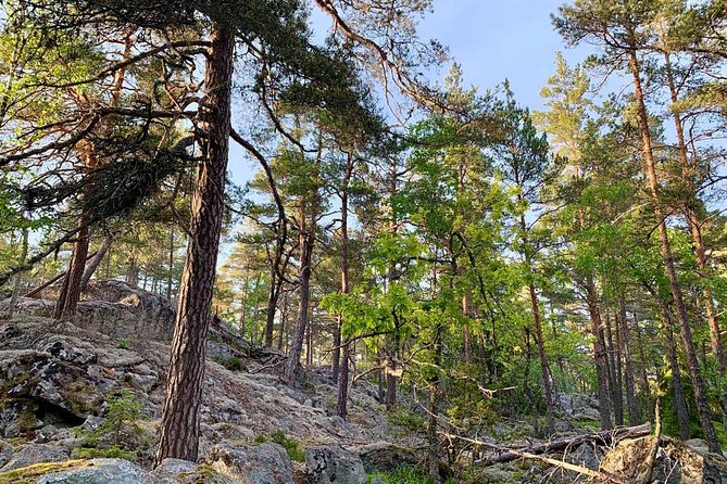Stockholm: Sunset Hike in Tyresta National Park with Meal - Who should book this hike?