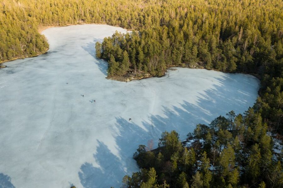 Stockholm: Winter Snowshoe Full-Day Hike - Snow-covered trees, deer tracks, and Swedish wildlife