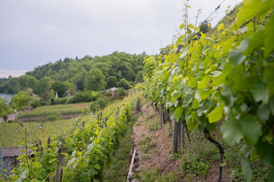 Stuttgart: Hiking Tour with Craft Beer Tasting - Timing, cancellation, and the return to Riverhouse