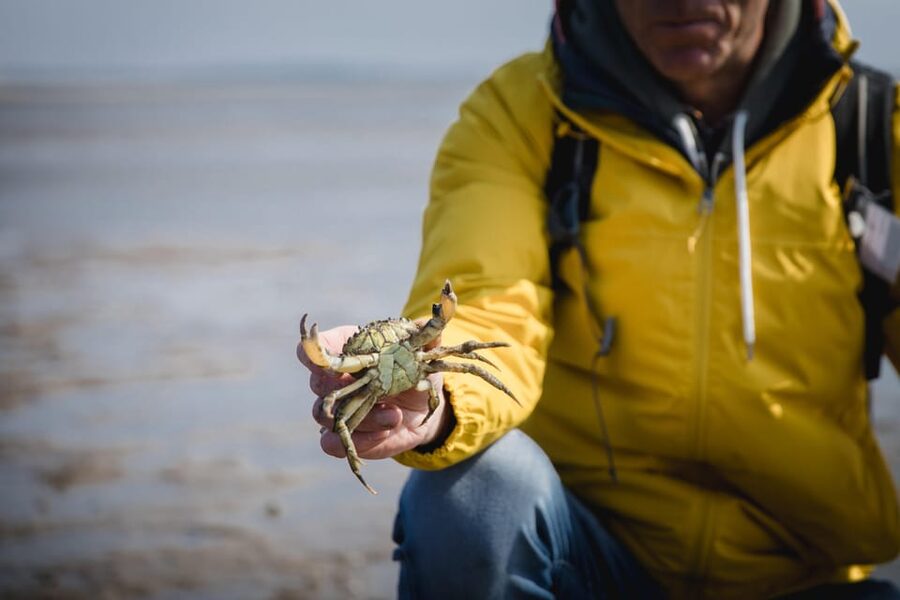 Sylt: Guided Mudflat Hike on the Island - Why Sylt’s mudflats are worth your time