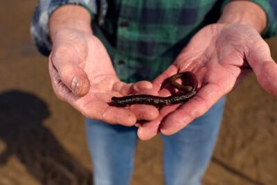 Sylt: Guided Mudflat Hike on the Island