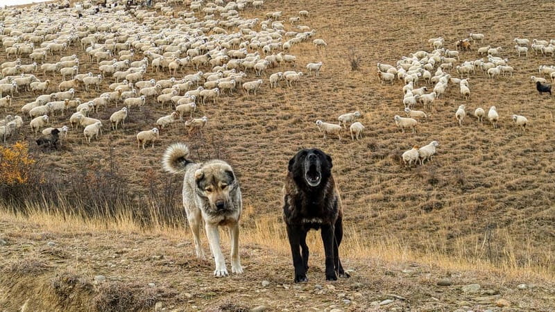 Tbilisi: Real Adventure – Gareja & Rainbow Desert 4x4 + Hike - Group size, guides, and the human side