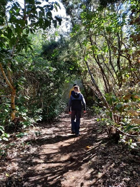 Tenerife: Guided hike in Anaga Rural Park - Key points at a glance