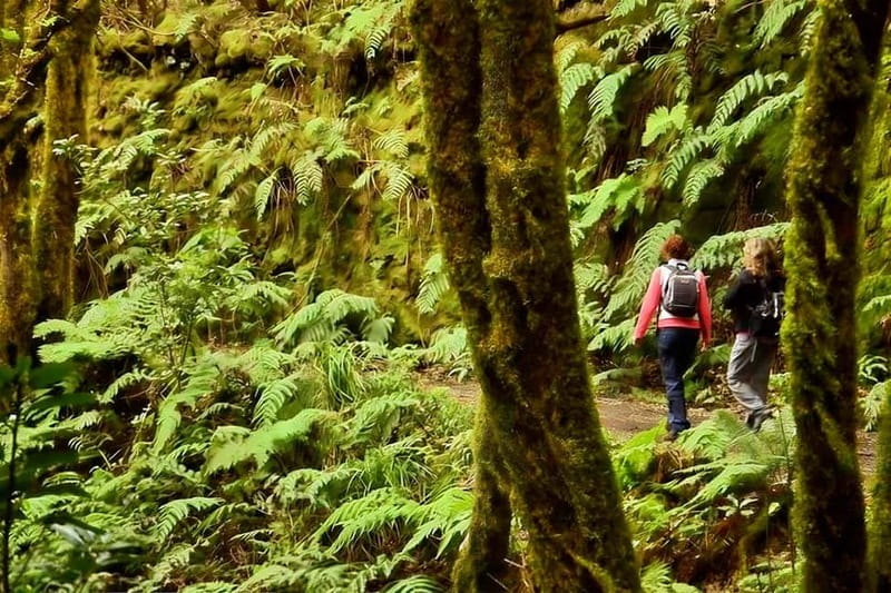 Tenerife: Guided hike in Anaga Rural Park - Why Anaga feels so different from coastal Tenerife
