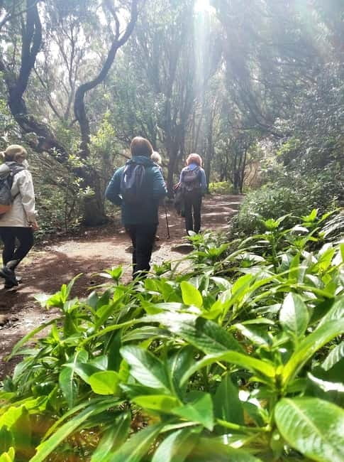 Tenerife: Guided hike in Anaga Rural Park - Following the three-hour Forest of Enigmas trail