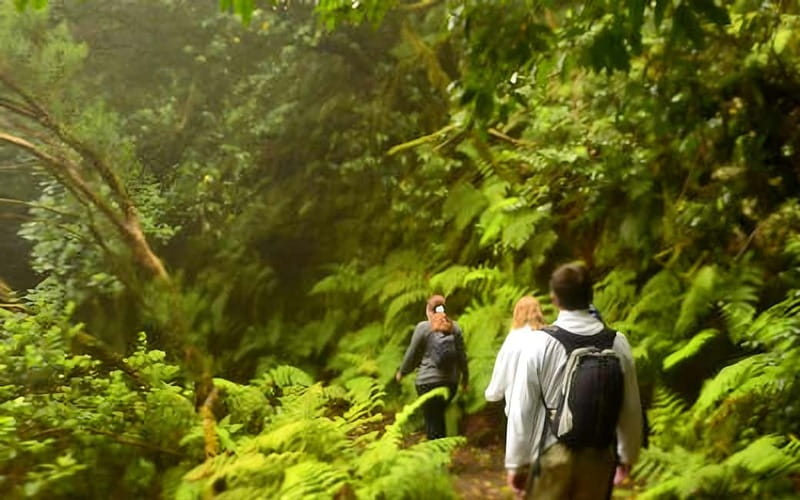 Tenerife: Guided hike in Anaga Rural Park - Meeting your guide at Cruz del Carmen