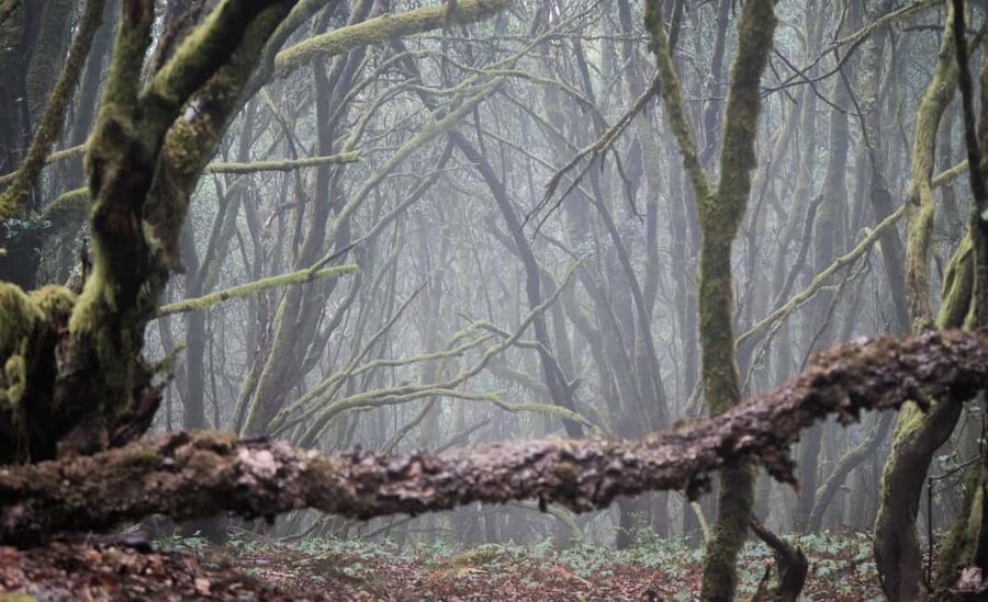 Tenerife: Hike Above Masca in Enchanted Forest with Pick-up - Is $104 a fair price?