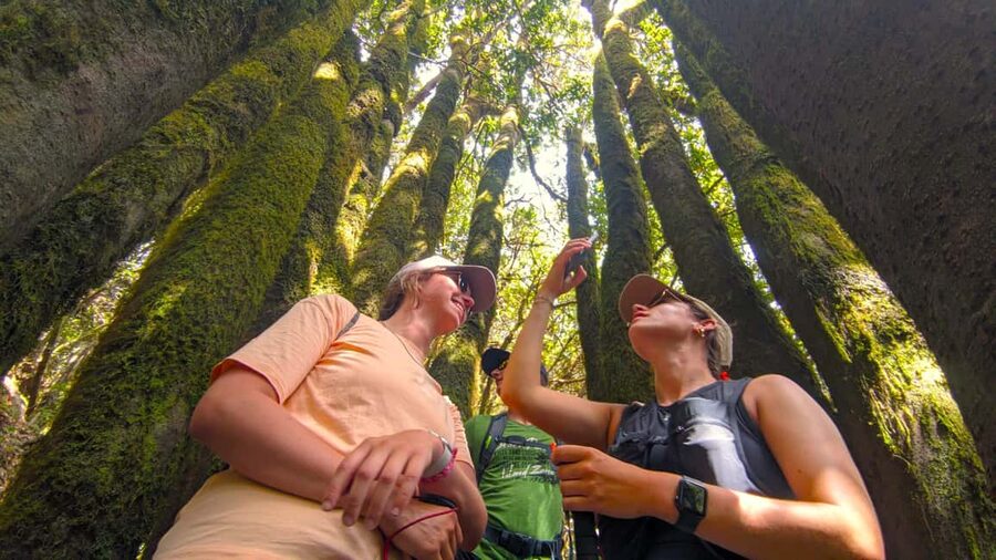 Tenerife: Hike Above Masca in Enchanted Forest with Pick-up - Why this Masca hike feels different from a standard Tenerife tour