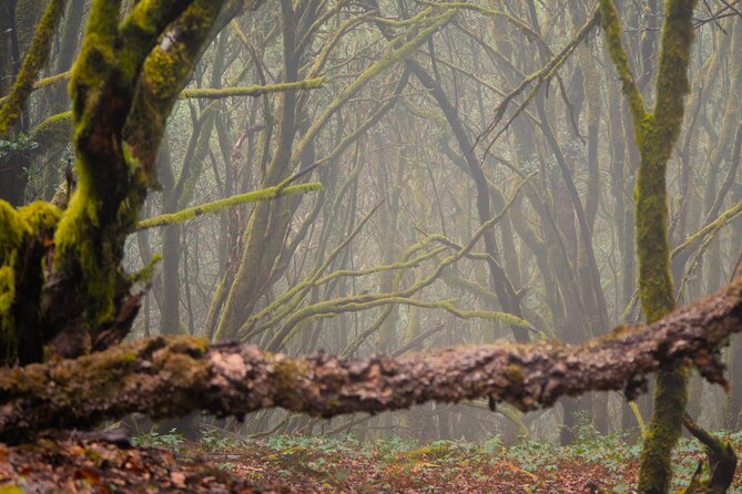 Tenerife: Hiking through Enchanted forest Above Masca with PICKUP - Key points to know before booking