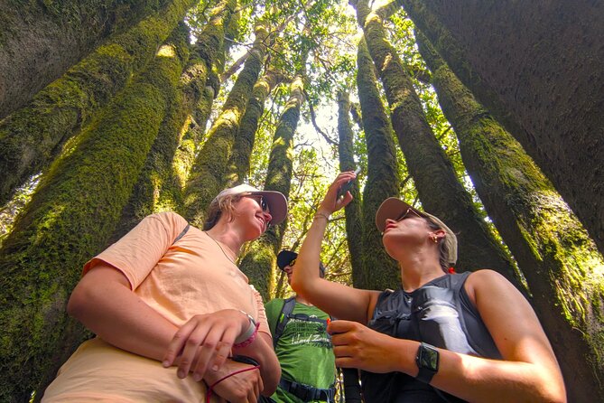 Tenerife: Hiking through Enchanted forest Above Masca with PICKUP - The picnic stop and what is actually included