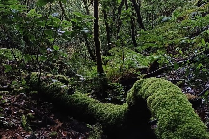Tenerife: Hiking through Enchanted forest Above Masca with PICKUP - A descent with photos and a personal guide