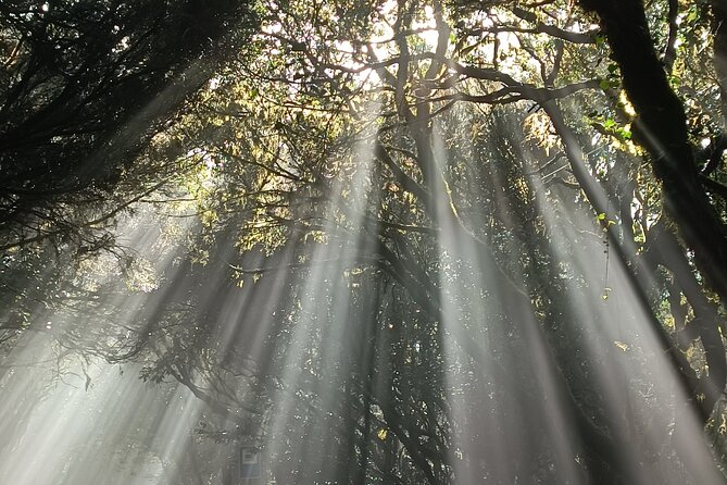 Tenerife: Hiking Tour in Anaga Mountains and Enchanted Forest - The picnic: simple food at the right moment