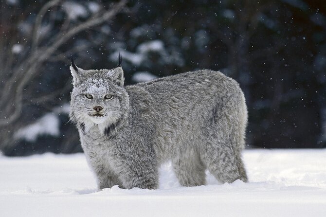 The BANFF NATURE Walk - 2hr Adventure - Small Groups Make the Experience Better