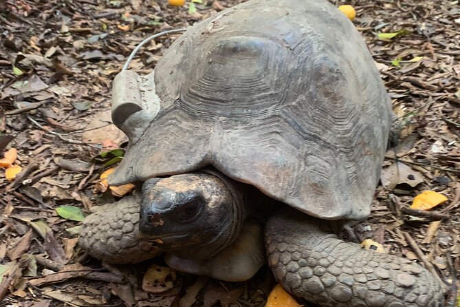 Tijuca Forest Hike - Waterfalls & Caves, Nature & Wild Life! - Guide quality and the personal touch