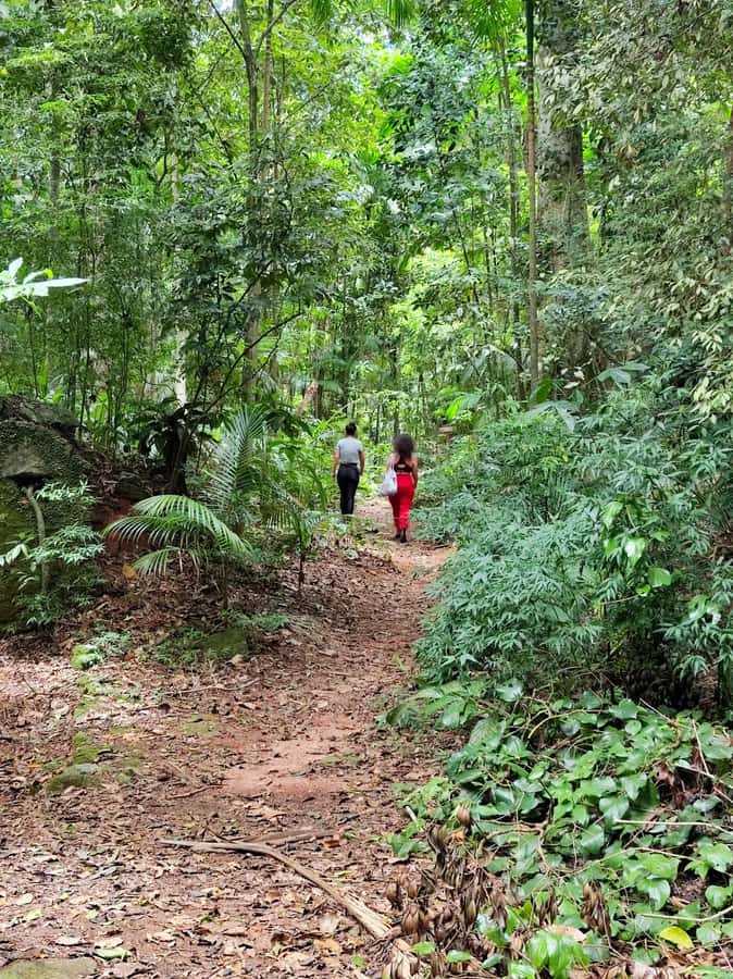 Tijuca Forest´s hike: caves, waterfalls and great views - Taunay Waterfall Starts the Walk
