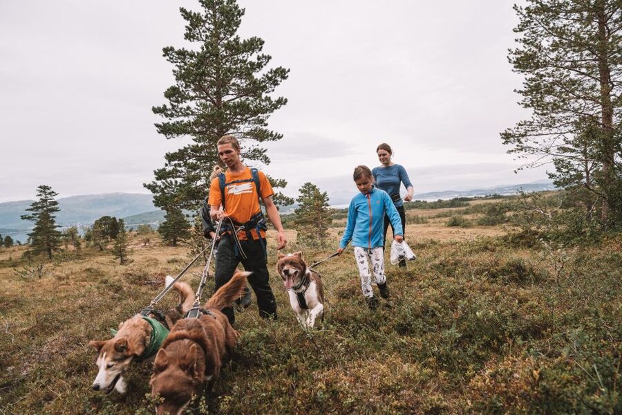 Tromsø: Husky Hike and Puppy Visit with Traditional Lunch - Key points at a glance