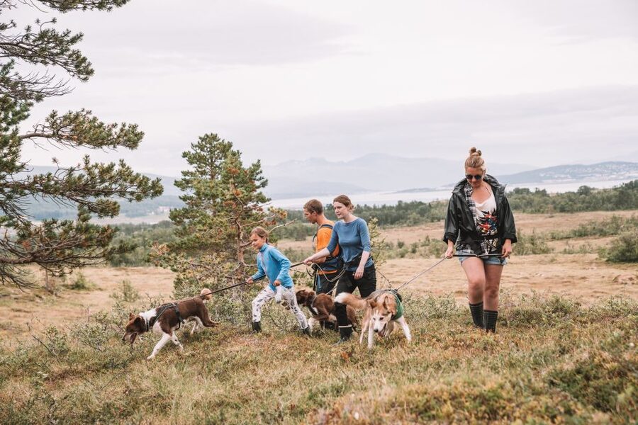 Tromsø: Husky Hike and Puppy Visit with Traditional Lunch - The real appeal: walking with a working husky