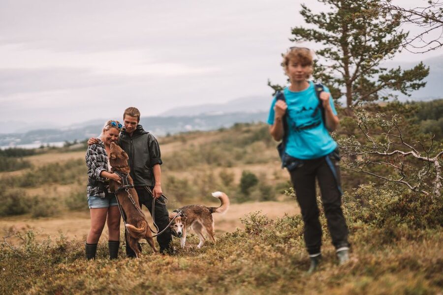 Tromsø: Husky Hike and Puppy Visit with Traditional Lunch - Meeting the adult dogs and learning their personalities