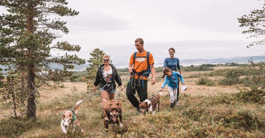 Tromsø: Husky Hike and Puppy Visit with Traditional Lunch - Mountain and fjord views around Tromsø