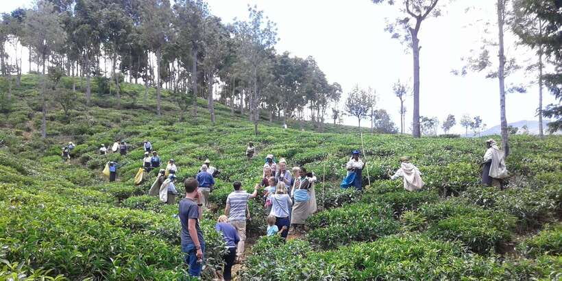Tuk-Tuk Safari Liptons seat,Tea Fields Hike,TeaFactory Tour - Weather, Pace, and Practical Comfort