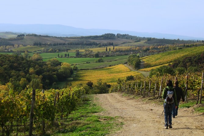 Tuscany Hiking Tour from Siena Including Wine Tasting - Three or four wines and a lesson in local bottles