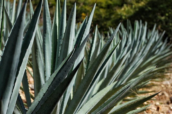 Ultimate Hierve el Agua Hike + Mezcal - Who should book this adventure