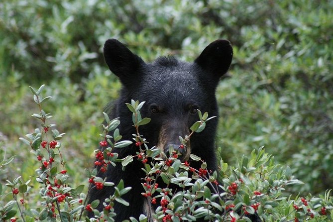 Ultimate Jasper Nature Walk - What the guide brings to the walk