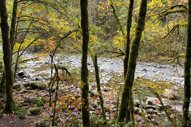 Vancouver Rainforest Hike with Waterfalls, Suspension Bridge, Old Growth Forest - How difficult is the hike?