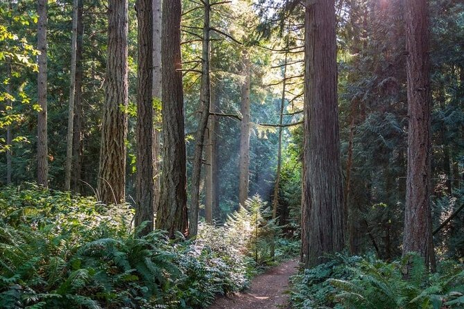 Visit Snoqualmie and Hike to Twin Falls (Transportation included) - Final call: book it for the forest, not just the famous falls