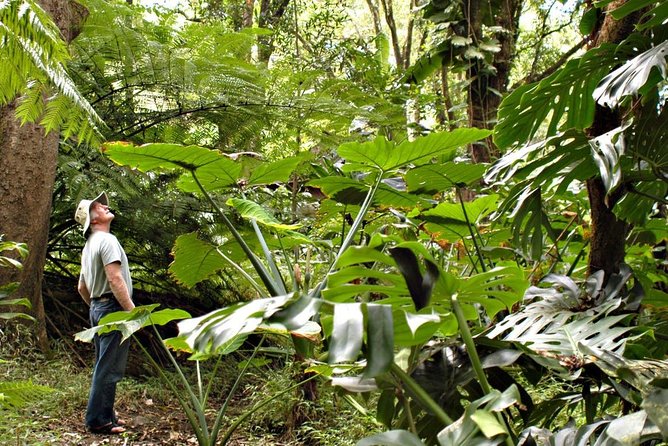 Waterfall & Rainforest Hiking Adventure with Hotel Pickup - Key points to know before booking